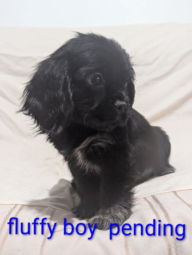 Pug cross puppies