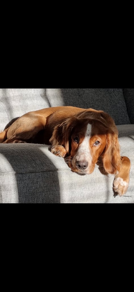 Gorgeous F2b Cockapoo puppies ready to reserve