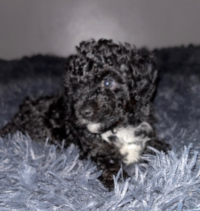 F2B cavapoo puppies ready to leave 