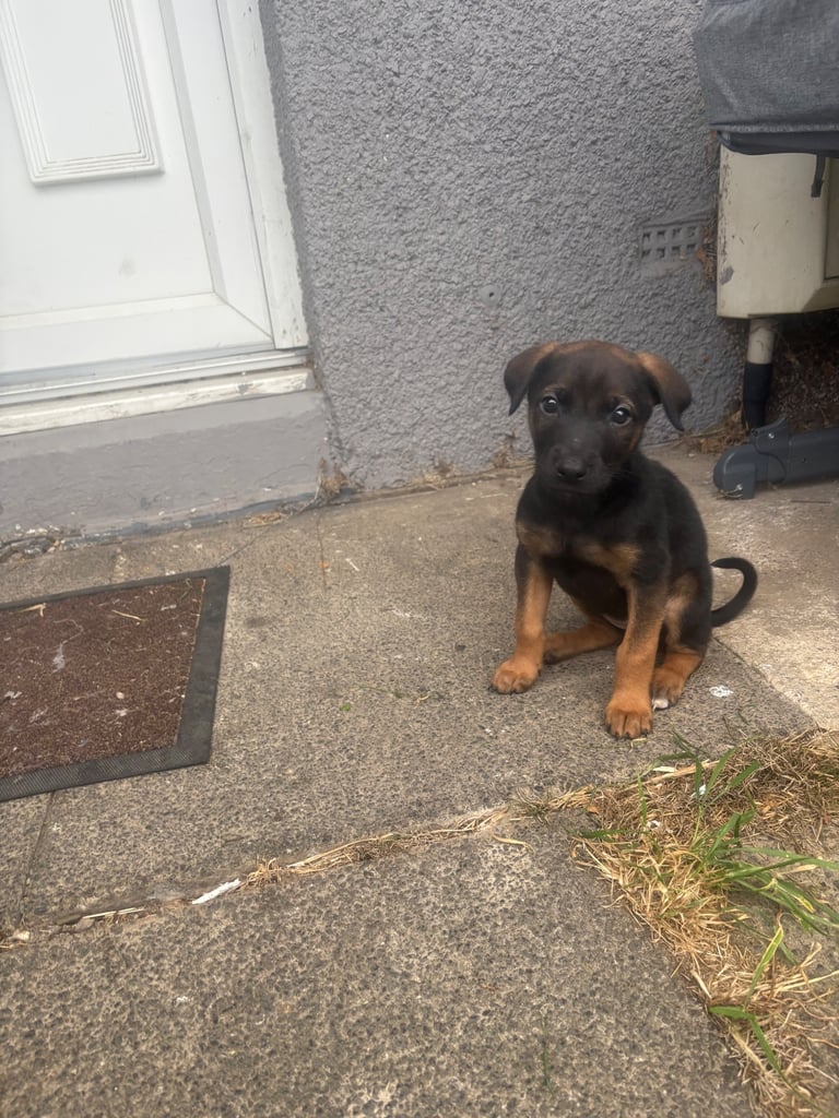 Dobrmen x malinois puppy