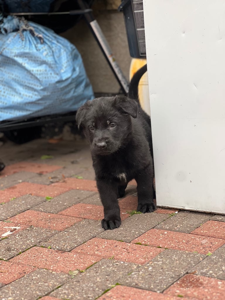 TOP CZECH LINE GERMAN SHEPHERD PUPPIES AVAILABLE!!