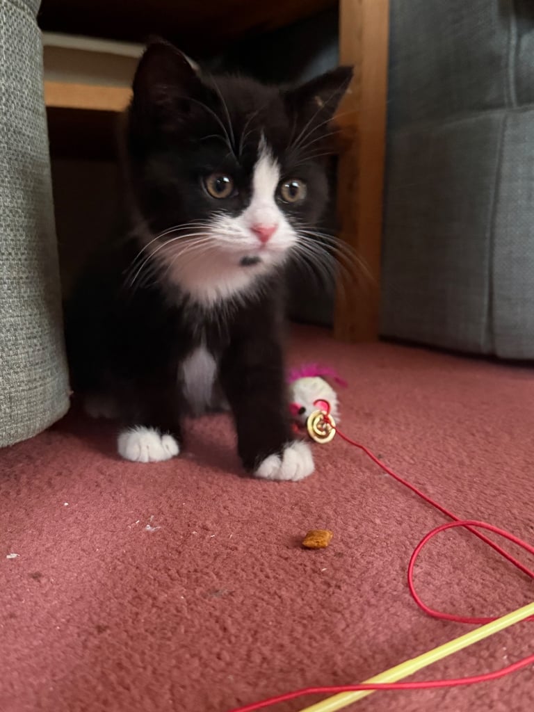 image for Fluffy half Persian kitten for sale 