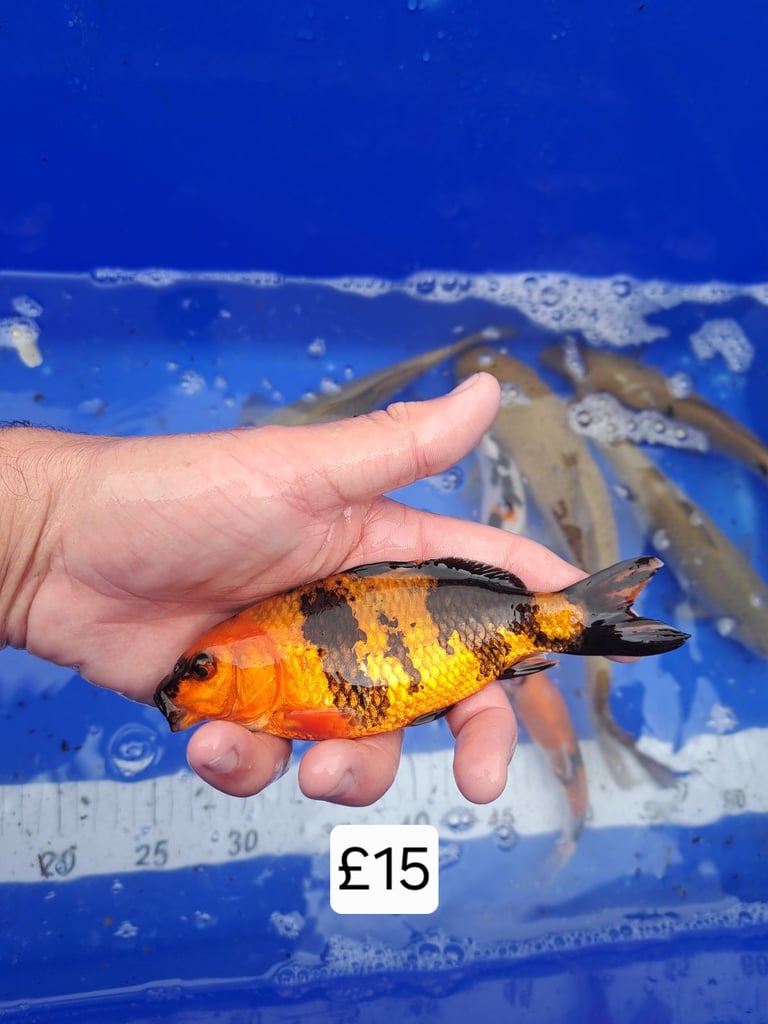 Koi for sale