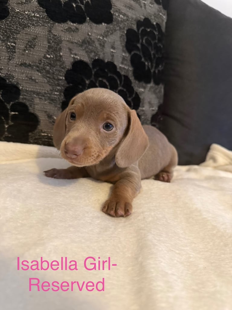 Miniature Dachshund puppies