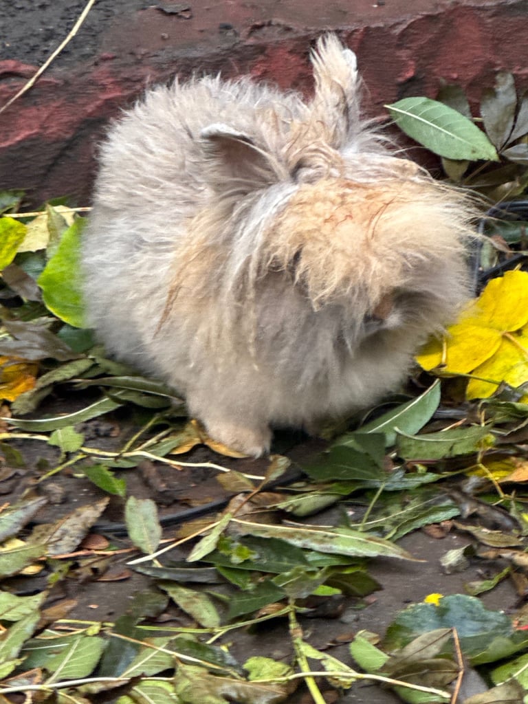 Two male rabbits (father & son) 