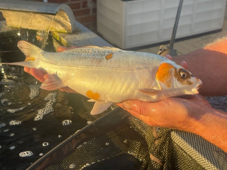 ALLNOW SOLD AND COLLECTED      6 x Large Koi Carp