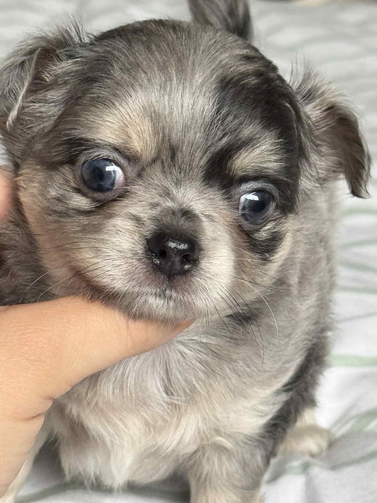 READY TO LEAVE SOON Blue Eye Merle, Tiny Longhair chihuahua 