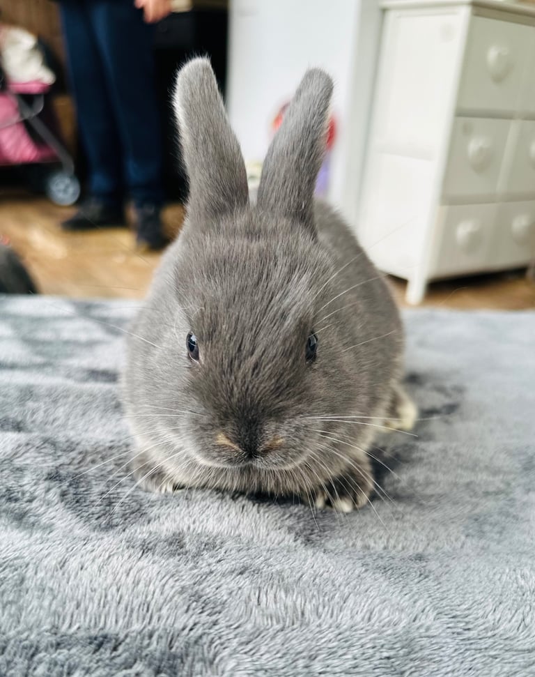 Rabbits for sale