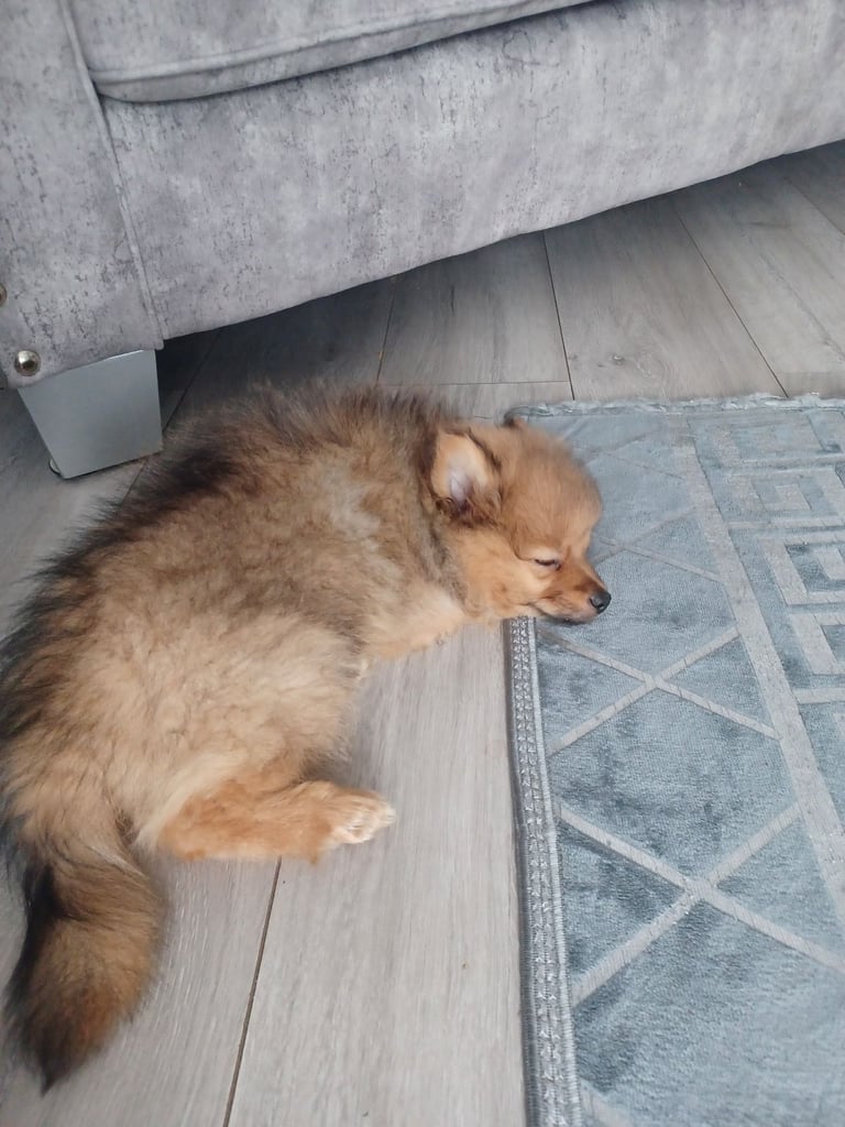 Pomeranian puppy