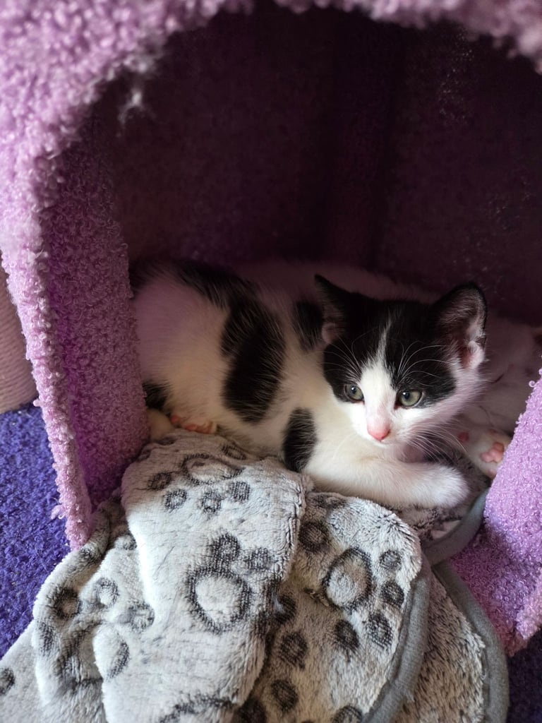 4 beautiful kittens ready for there new home