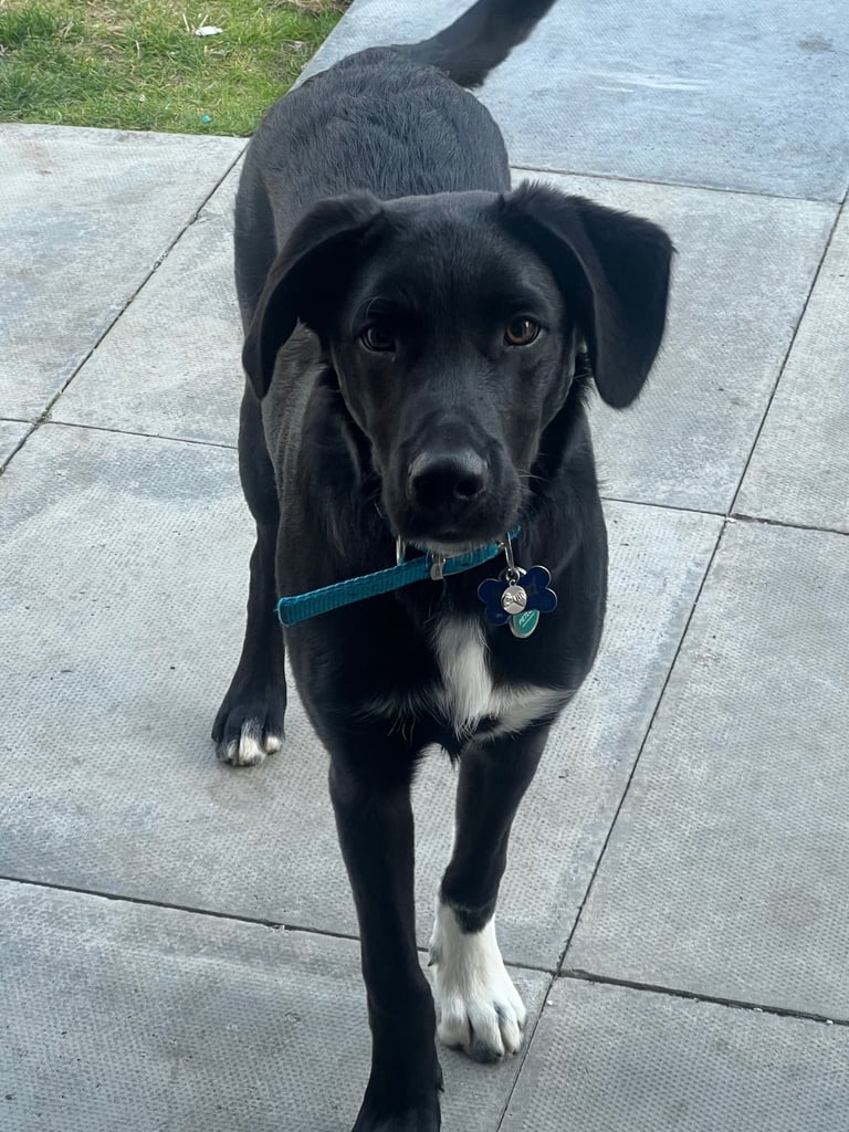 Lab/collie cross 8 months male