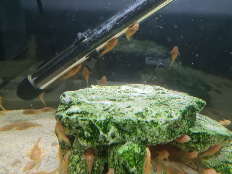 Baby gold bristlenose 