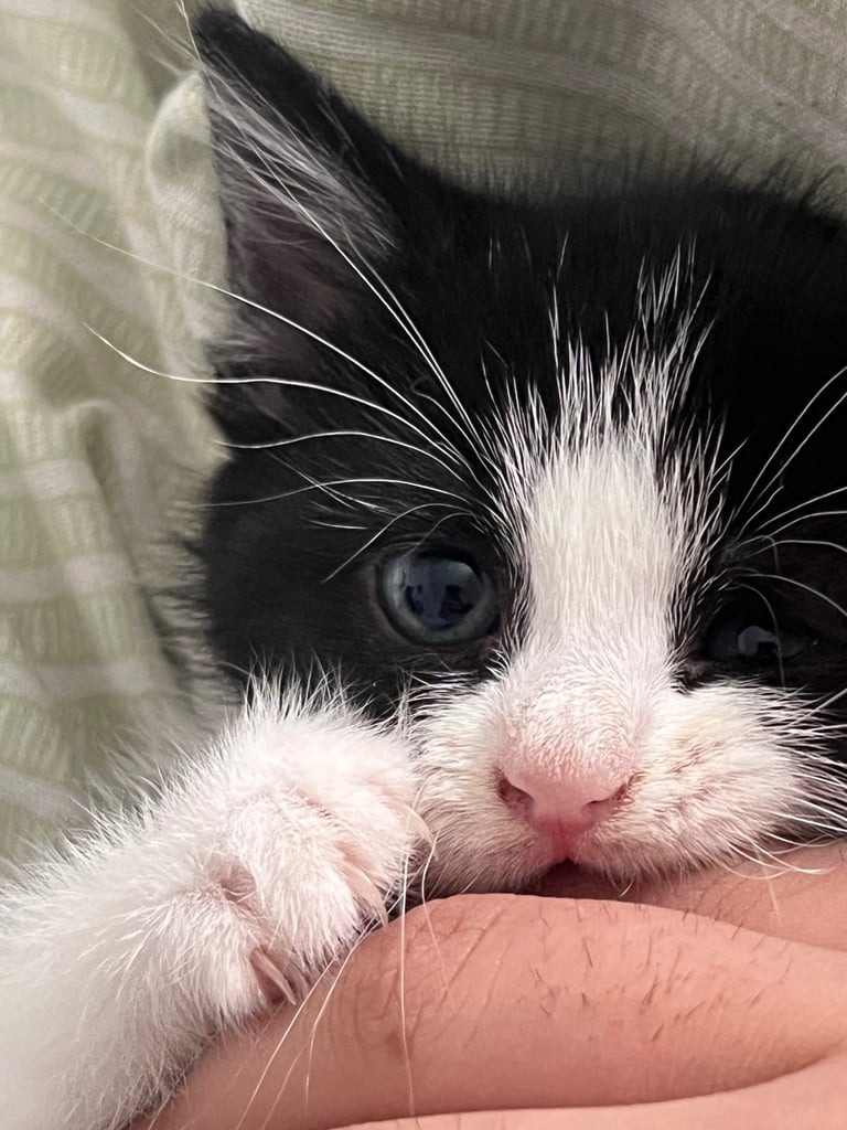 image for 12 week old kitten