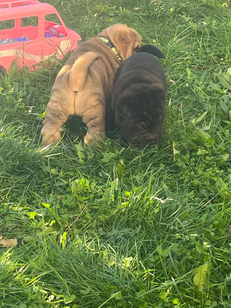 Shar pie puppy’s 