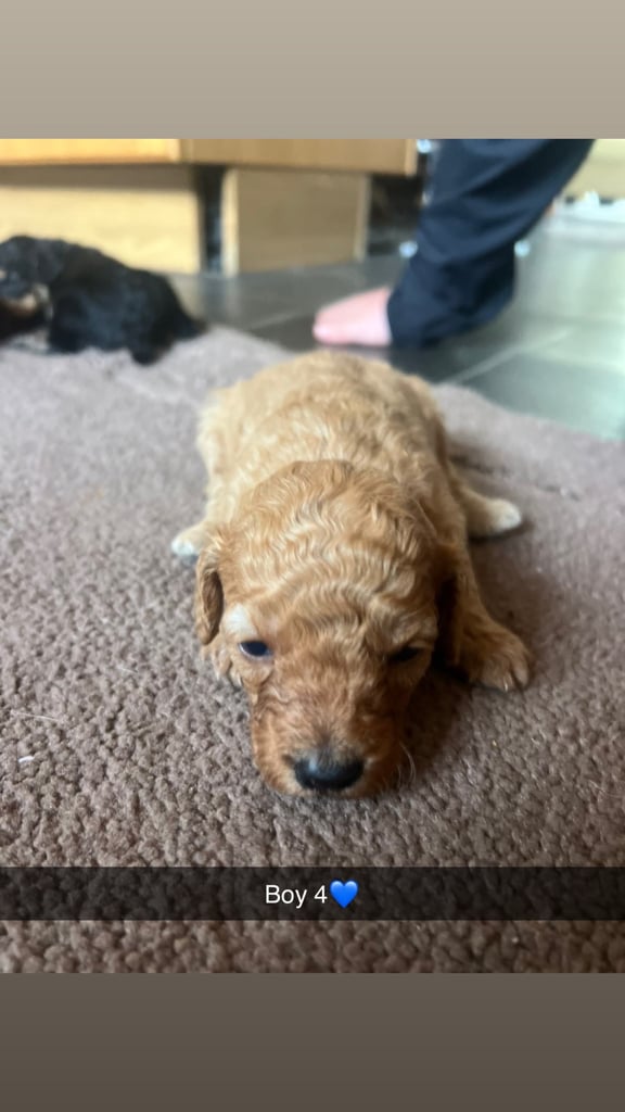 F1 b cockapoo puppies 