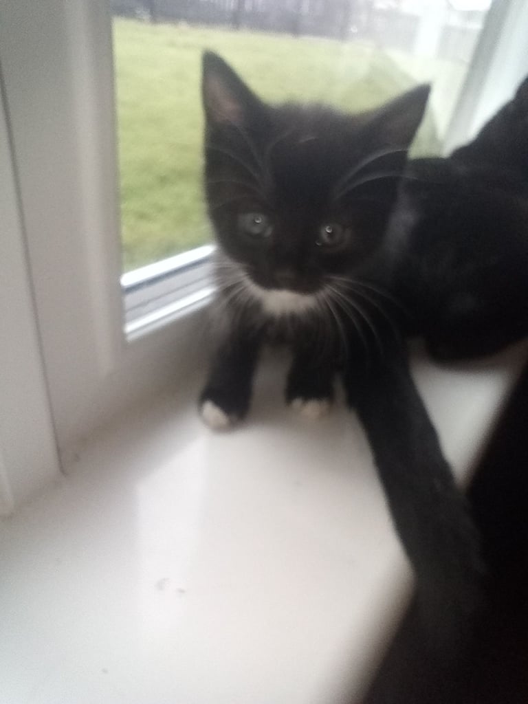 Kittens 