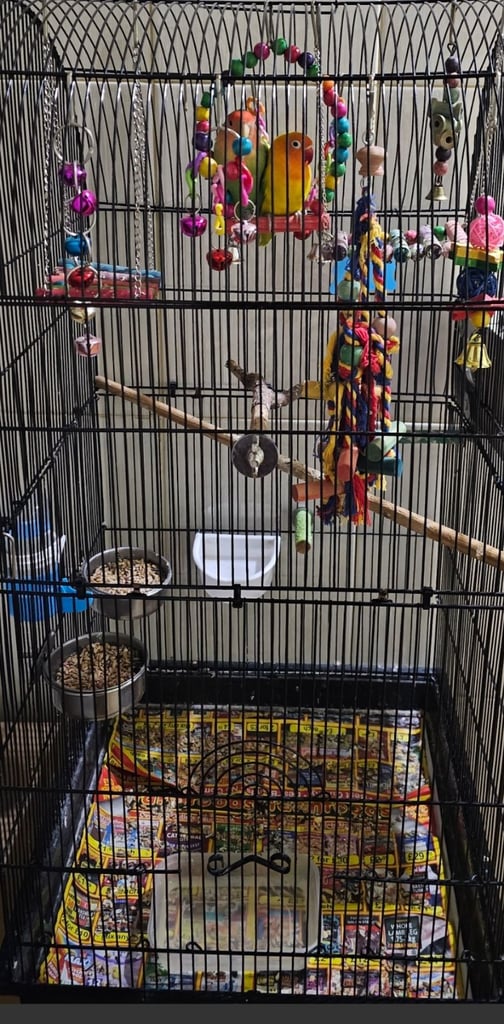 Bird cage comes with everything 