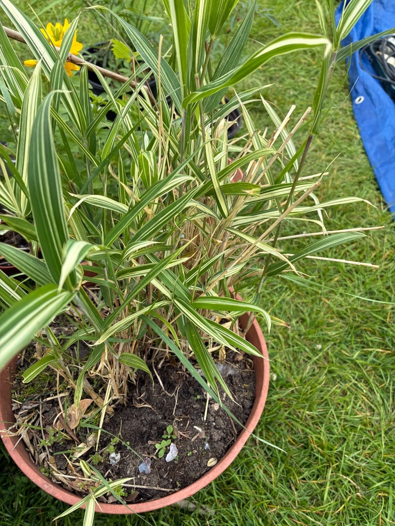 image for Bamboo plant 