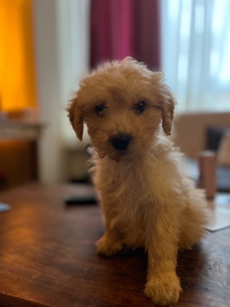 Miniature Golden doodle puppy