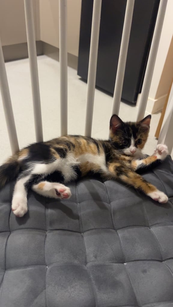 kitten for sale 