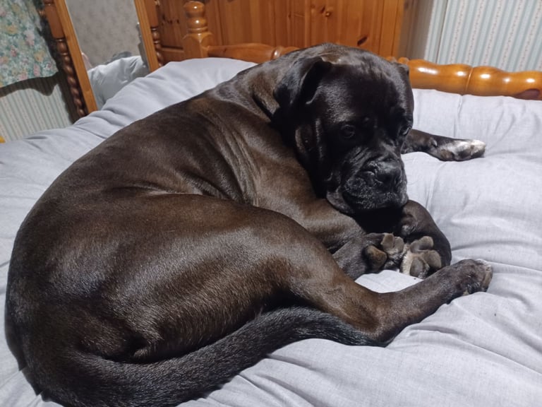 Cane Corso