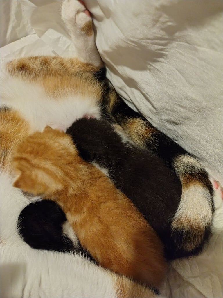 New litter 2 boys and 1 girl