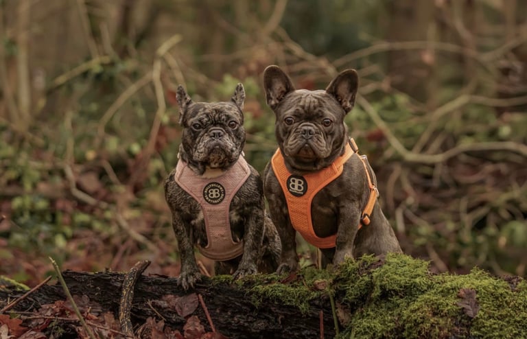 French bulldog puppies 
