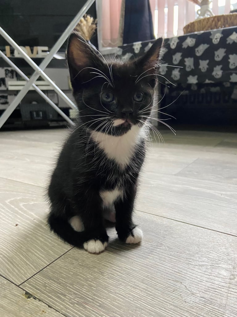 Beautiful kittens ready for there new homes 