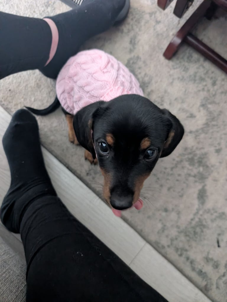 Miniature Dachshund puppy 