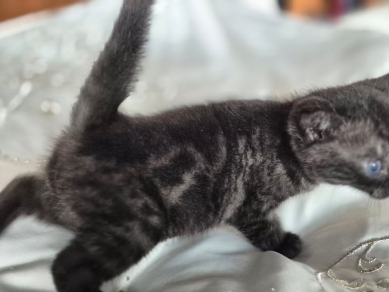 Lovely marked kittens bengal x 