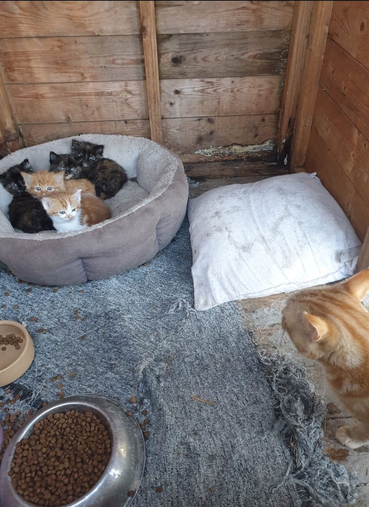 BEAUTIFUL KITTENS FOR SALE 