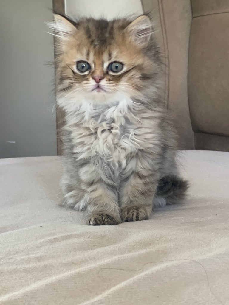 Persian kittens for sale 