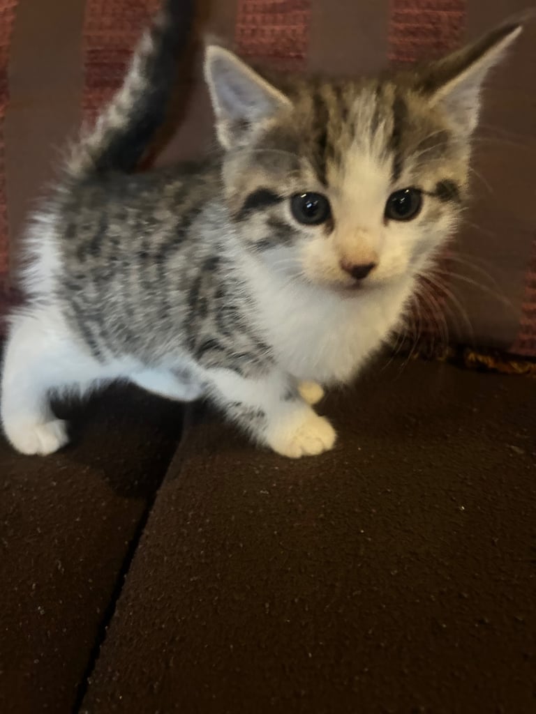 Gorgeous kittens 