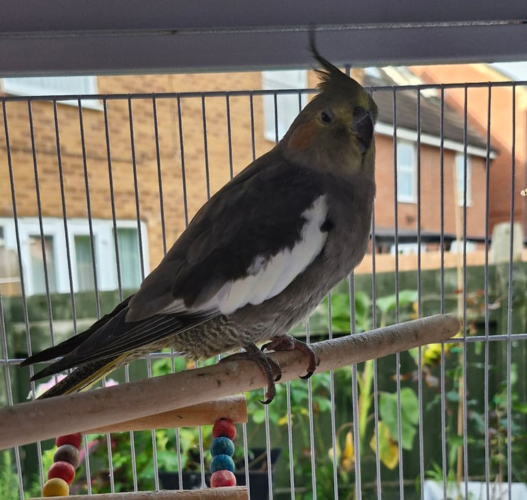 Cockatiel and budgies 