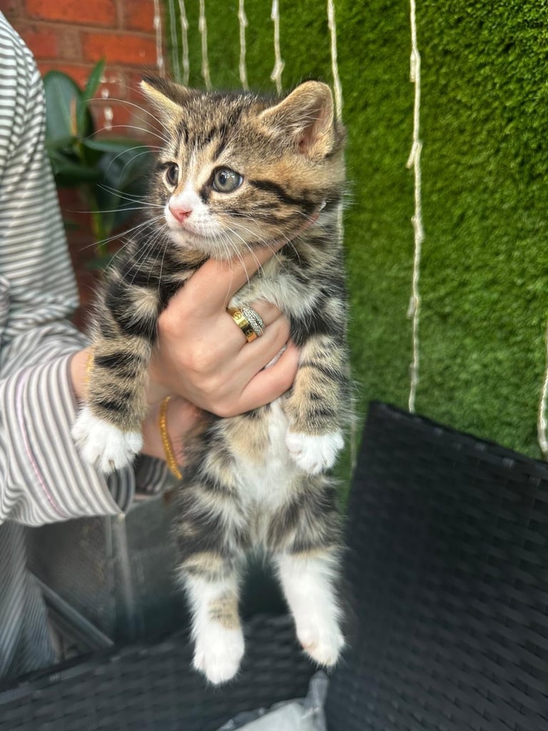 Kittens for sale 