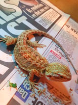 Baby bearded dragons available now 