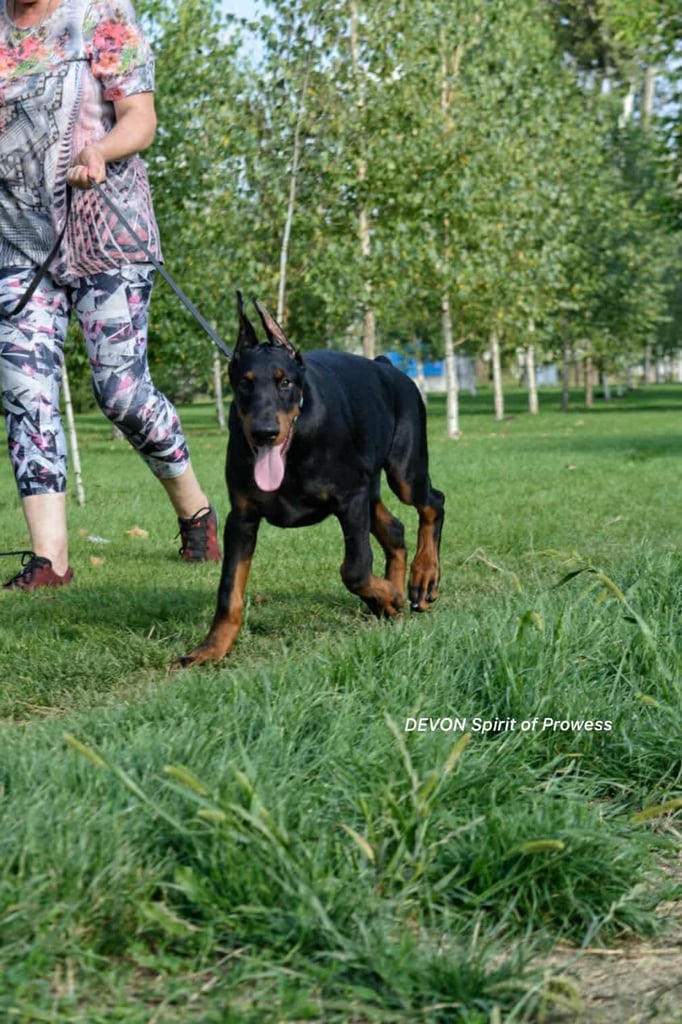 A stunning 6 month old Doberman male puppy 