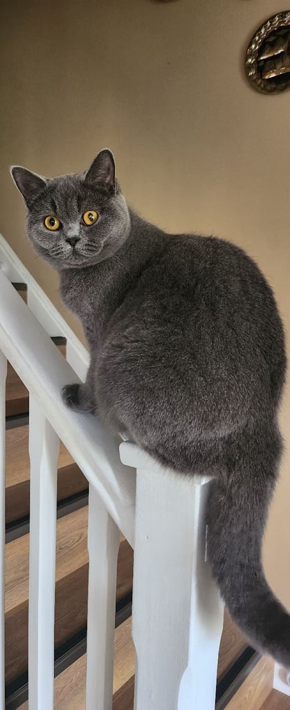 British shorthire kittens 