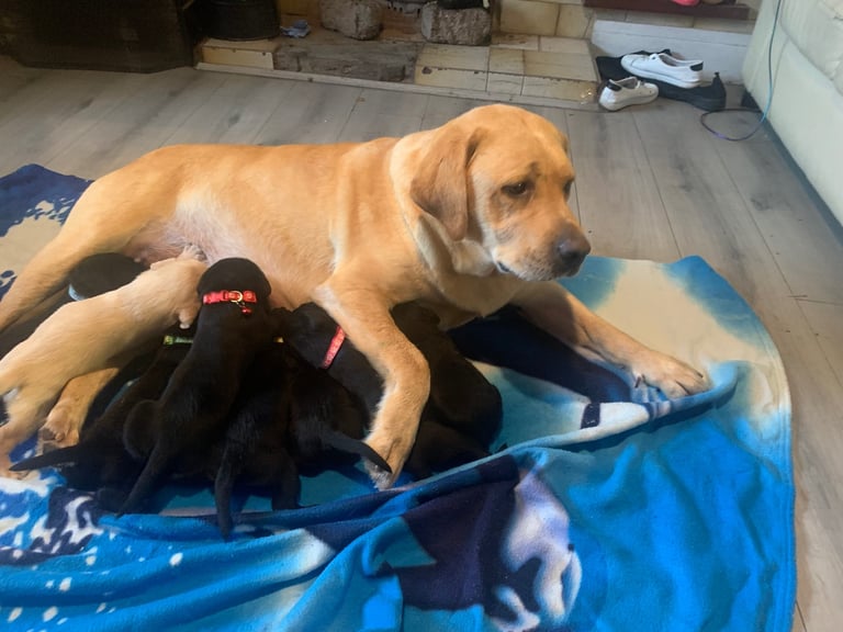 Labrador puppies 