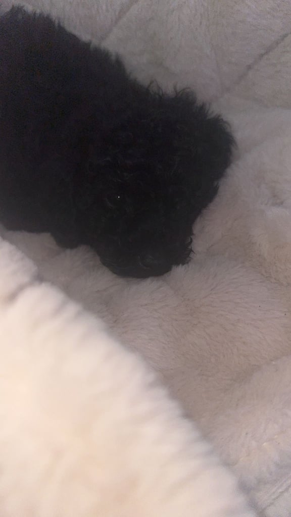 Beautiful miniature poodles