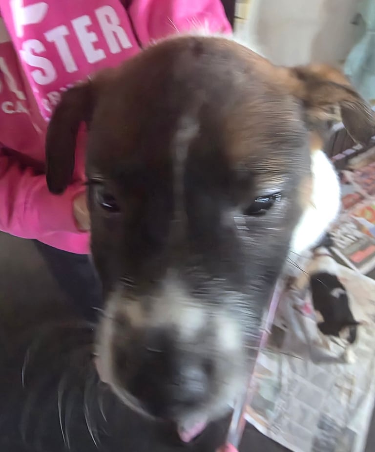 Traditional Jack russells puppies for sale