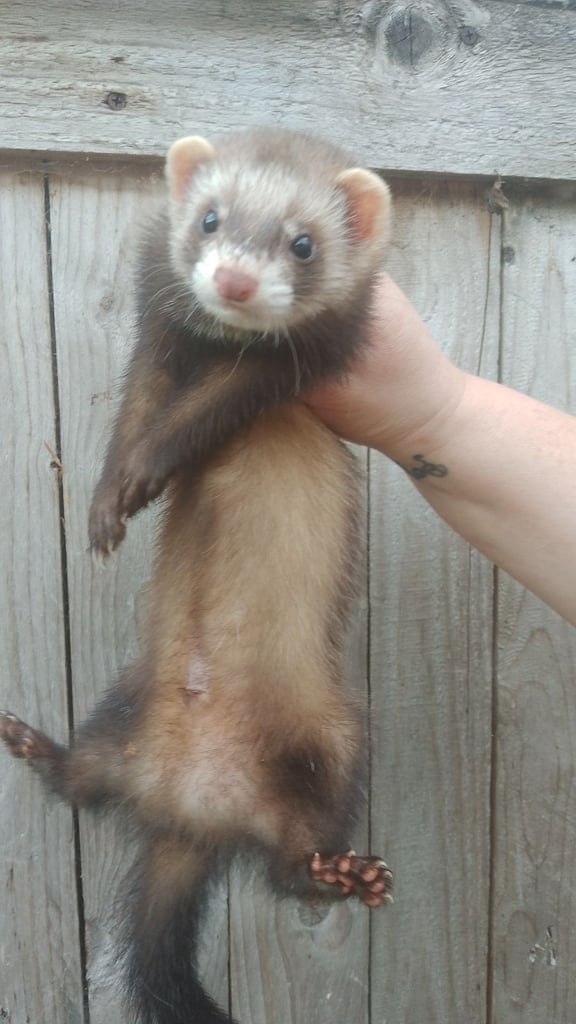 Ferrets kits from this year left 