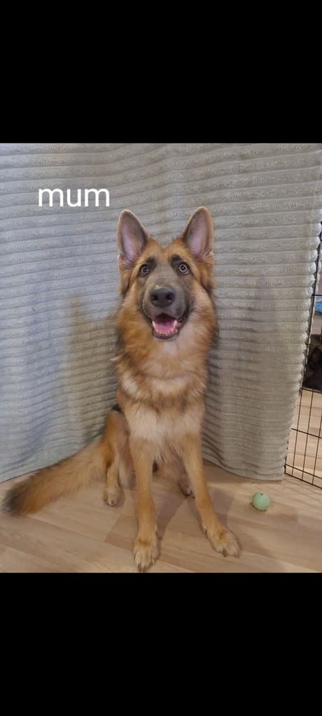 🐾 Adorable 8-Week-Old German Shepherd Puppies Ready for Their Forever Homes! 🐾