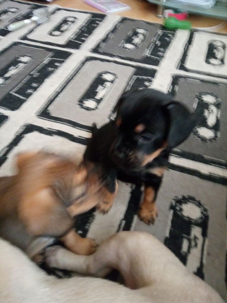 2 Female French bulldog x terrier mix 450 each