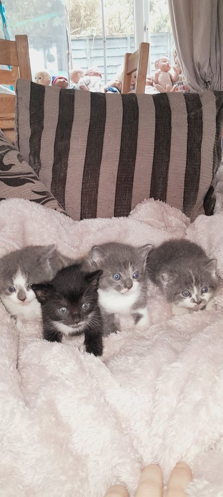 Kittens 