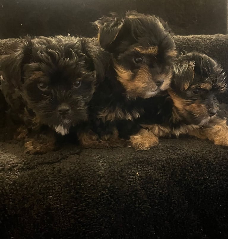 Gorgeous Yorkshire terrier puppies 