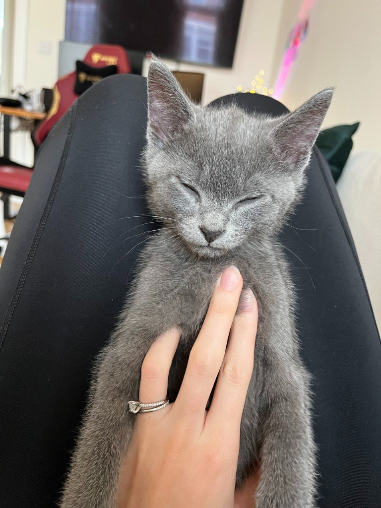 Loving Russian Blue Kitten Needs a New Home