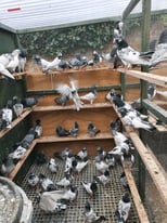 PIGEONS HIGH FLYER FOR SELL