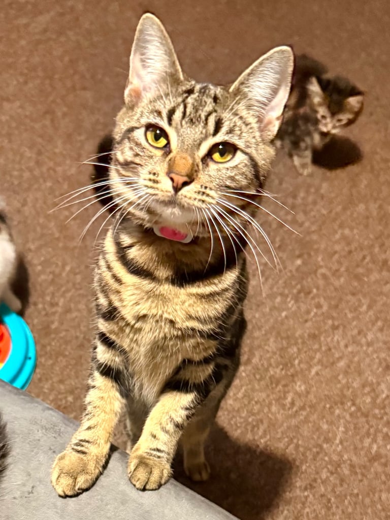 Bengal X Ragamuffin girl - our beloved Cleo