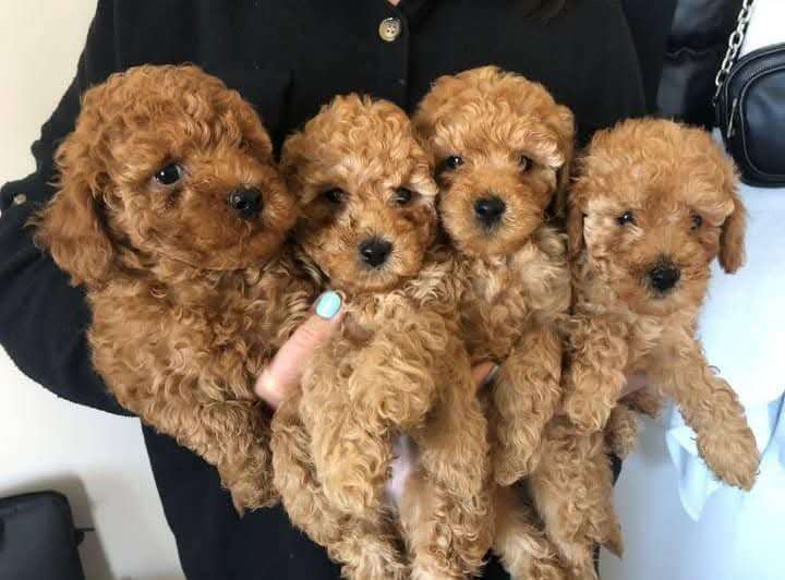 Poodle puppies looking for new homes 